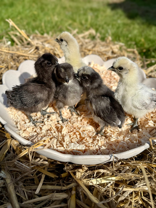 Mixed Bantam Hatching Eggs