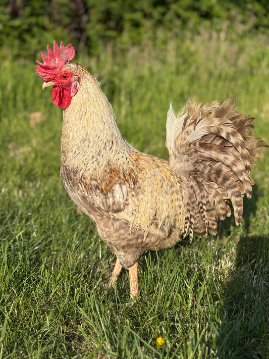 Mixed Rainbow Hatching Eggs