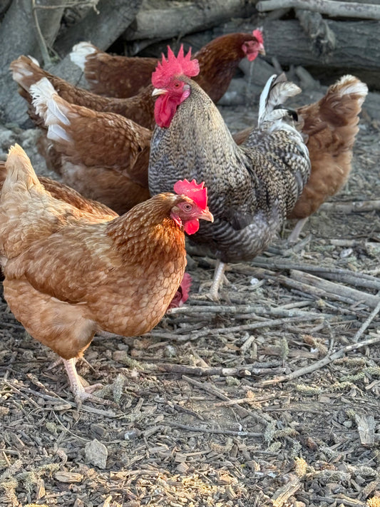 Brown Ranger Crossbreed Hatching Eggs