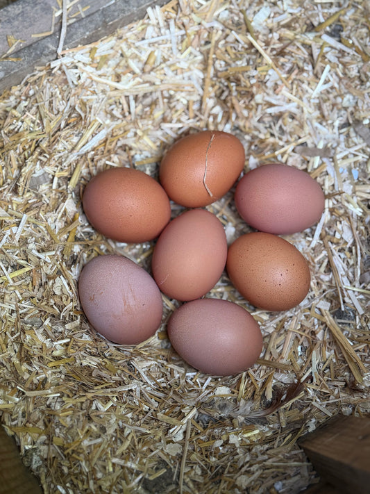 Brown Ranger Crossbreed Hatching Eggs