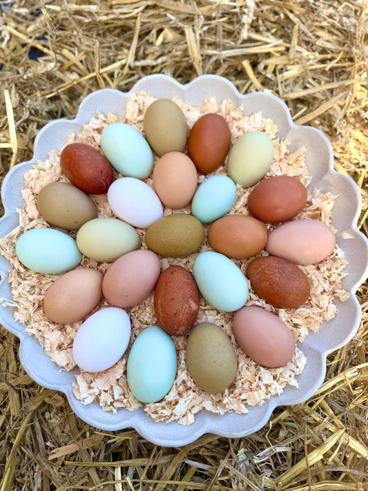Mixed Rainbow Hatching Eggs